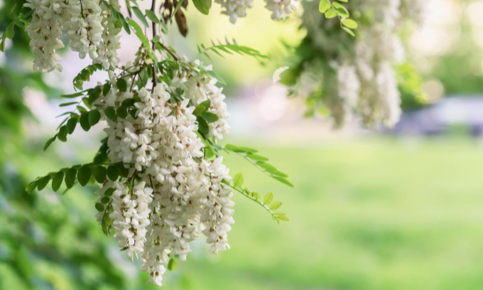 fioritura acacia