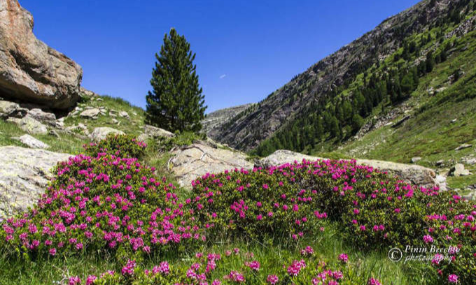 fioritura rododendro